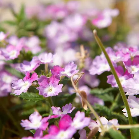 别墅 Arenaria L. Complex