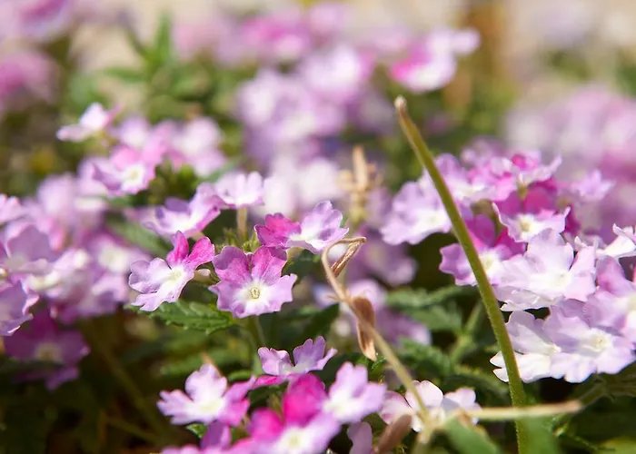 Villa Arenaria L. Complex